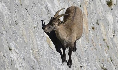 Global heating pushes mountain goats into more nocturnal lifestyle