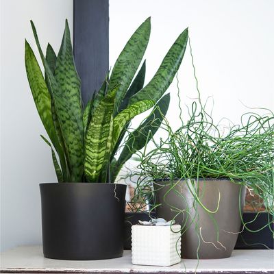 6 houseplants that can reduce the dust levels in your home, from snake plants to peace lilies