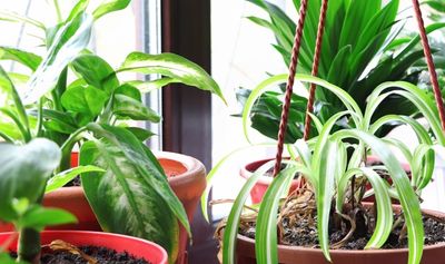 The 5 Prettiest Plants That Prevent Mold - Perfect Bathroom Foliage to Keep Your Space Looking Fresh