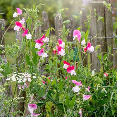 How to grow sweet peas from seed - fill your garden with colourful blooms this summer