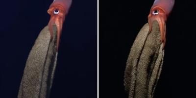 Rare footage captures deep-sea squid caring for thousands of eggs