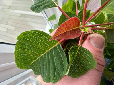 I was struggling with an underperforming poinsettia. Then I discovered how to make it shine