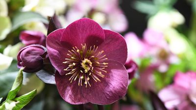 Where to plant hellebores – expert advice for a dramatic winter display