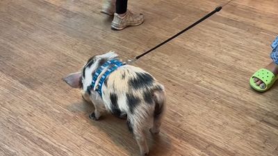 Viral video captures the moment woman took pet pig into Brazil Apple store and let it poo all over the floor