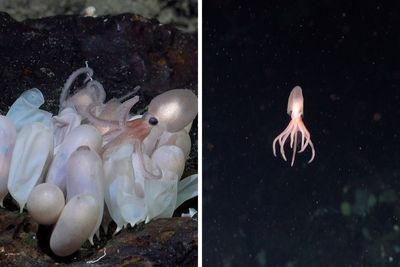 Scientists Discover Four New Octopus Species, And The Images Are Otherworldly