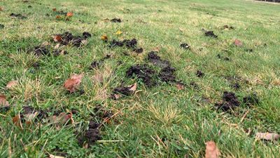 'Worm Casts Have Become A Big Pain In The Greenkeeper’s Backside'