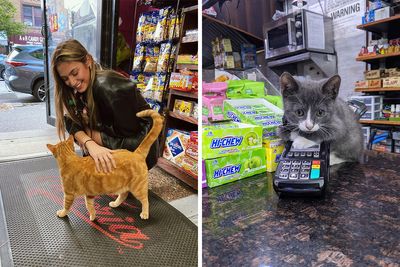 We Capture The Essence Of NYC Through Cute And Funny Photos Of Bodega Cats