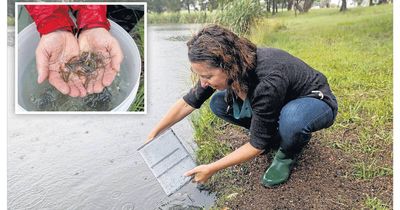 Canberra has a fishy way to boost lake health