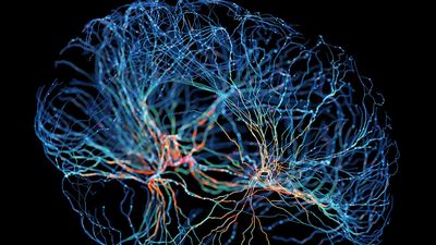 Universal process that wires the brain is consistent across species