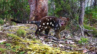 Tasmanian devil decline 'changing quoll genetics'