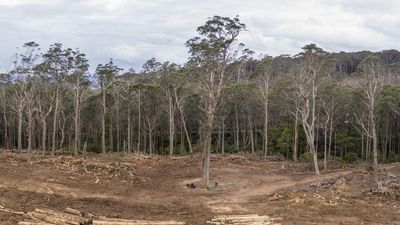 Legal bid to halt logging in more NSW forests