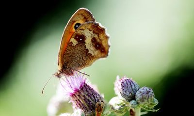 Meadow brown butterflies ‘adapt’ to global heating by developing fewer spots