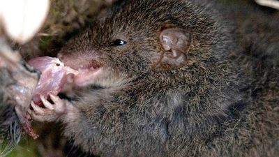 Cannibalism follows killer sex session for marsupial