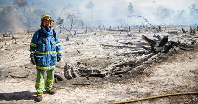 Lake Macquarie coastal bushland comes to life after ecological burn