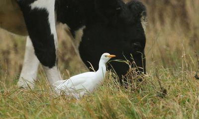 Cattle egrets: how changing climate brought a bird of the tropics to UK