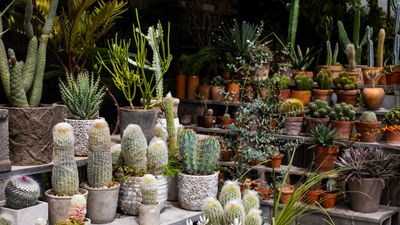 How to shop smartly at the garden center – 9 ways to avoid overspending without compromising on style