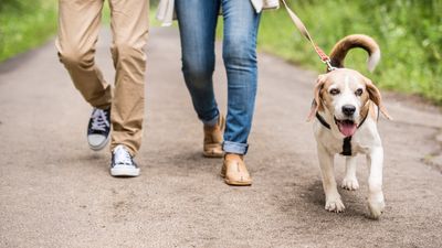 Trainer reveals the secret to a calm walk with your dog — and it all comes down to avoiding these two mistakes