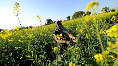 Indigenous GM mustard meant to make edible oil cheaper, reduce import: Centre to Supreme Court