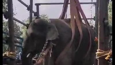 Karnataka Forest Department captures one more tusker in Hassan