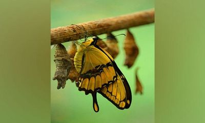 Butterflies might lose spots as climate warms