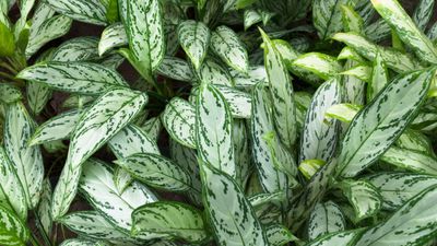 Chinese evergreen care guide – 5 expert tips to keep this patterned plant healthy