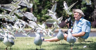 Canberra seagull (and ibis) boom as humans reshape city's bird life