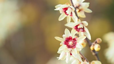 How to grow wintersweet – top tips for sweet-smelling winter flowers