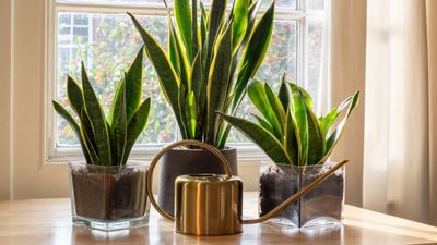 Are snake plants toxic to pets? Gardening experts reveal what you need to know about this indoor plant