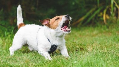 Trainer outlines the signs to watch out for to minimize the risk of getting bitten by a dog