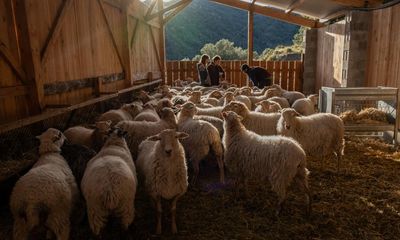 ‘It’s about living on what you have’: Four shepherds seek sustainable life in Spain