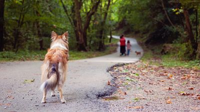 Trainer explains how to keep your dog calm when walking past another dog — and her advice is really helpful