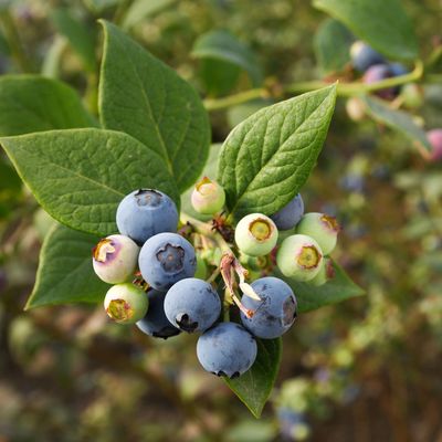 How to grow blueberries in pots – experts say it's the best and easiest way to do it