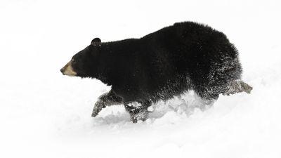 Lake Tahoe skier learns why you never, ever chase the bears