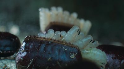 Watch translucent cockroach babies burst from their egg cases in skin-crawling footage