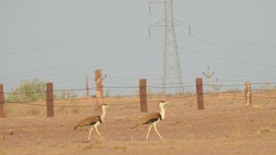How do you plan to save the Great Indian Bustard, Supreme Court asks government