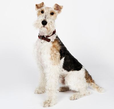 The fox terrier that found its way home from New York to Gloucestershire