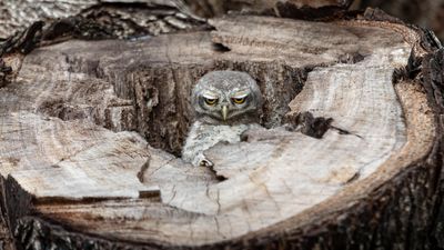 Grumpy owls and posing seals among The Nature Photo Contest's winners
