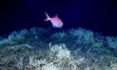 Largest known deep-sea coral reef mapped off US Atlantic coast