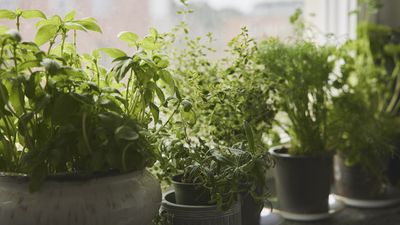 Indoor herb garden ideas – how to display herbs artfully and practically in your home