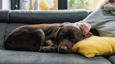 This is how to help your dog adjust to their new home, according to an expert