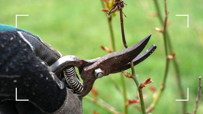 Plants to prune in January – 8 garden varieties you should cut back this month