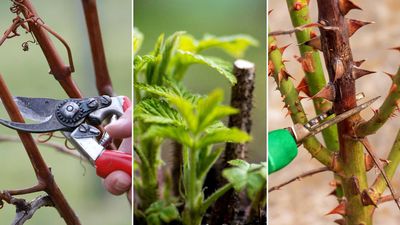 Plants to prune in January – 8 garden varieties you should cut back this month