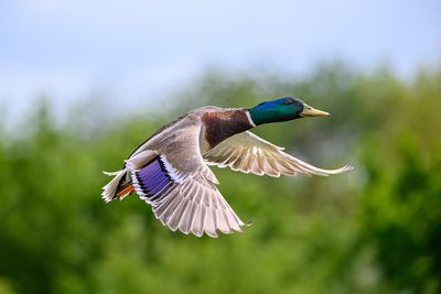 My mission is to take brilliant photos of birds in flight, and I’ve taken some quacking shots!