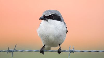 Loggerhead shrike: The brutal 'butcherbird' that impales its prey on barbed wire