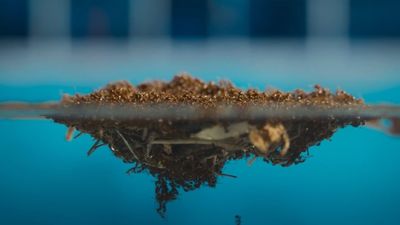 Watch 5,000 fire ants create raft with their bodies to save colony and queen from death by swimming pool