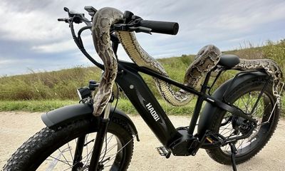 Another use for e-bikes: python hunting in the Florida Everglades