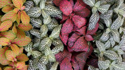 Fittonia care guide – 5 expert tips to keep this colorful houseplant bright