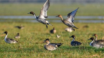 Wetland ‘nature tourism’ gets a fillip