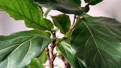 How to care for a fiddle leaf fig — 8 expert tips to help these houseplants thrive