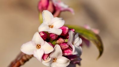 How to grow daphne – and enhance your winter garden with this fragrant evergreen